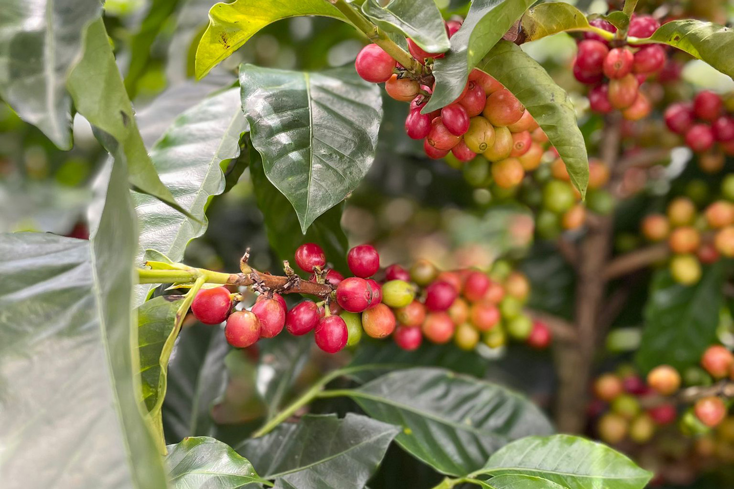 Red coffee cherries on coffee tree